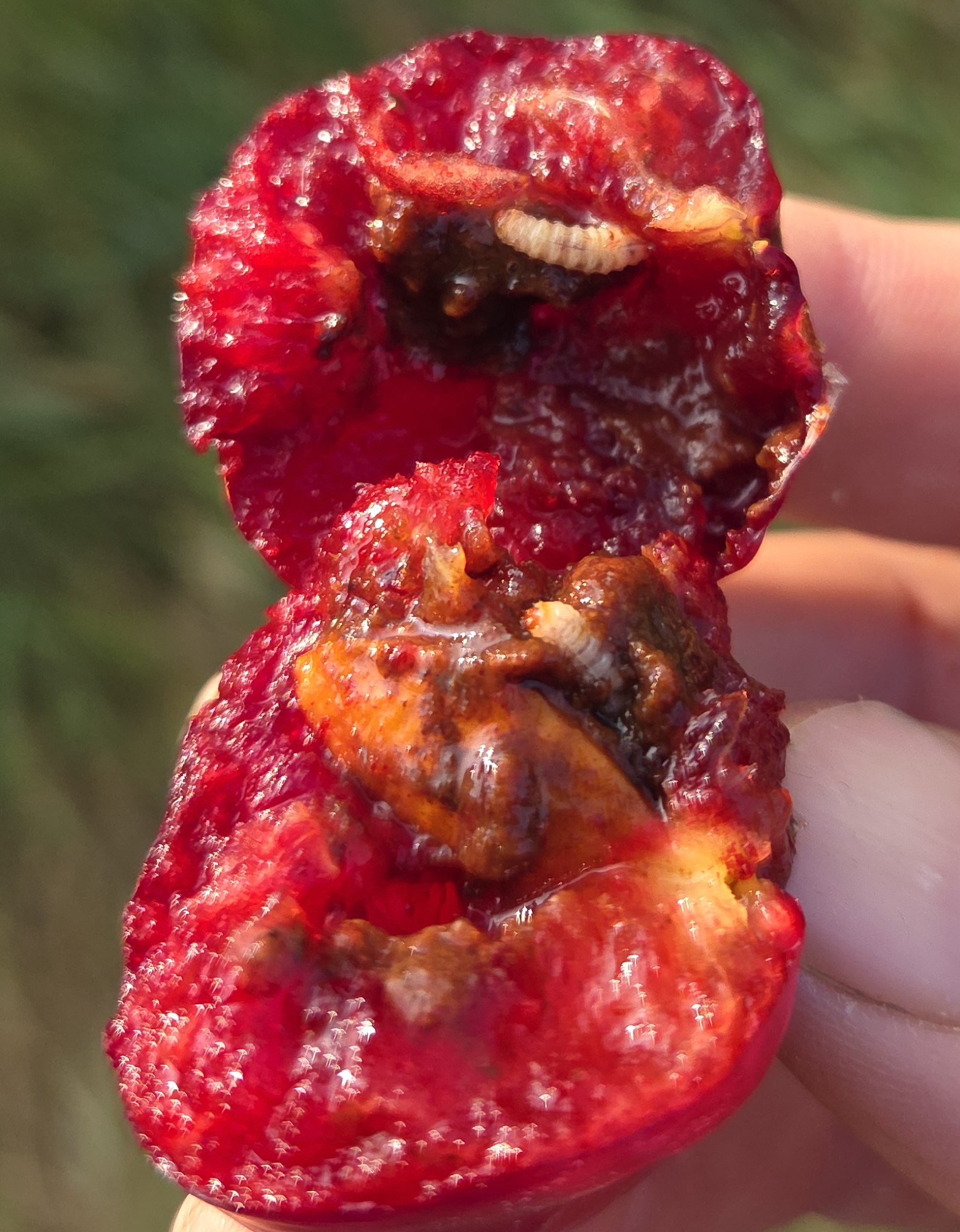 Plum curculio larvae crawling around in a cut-open plum. 